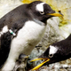 Penguins at the Shedd Aquarium in 2003